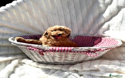 Cockapoo dogs for sale: Mini Cockapoo Puppies Kent - Image 32