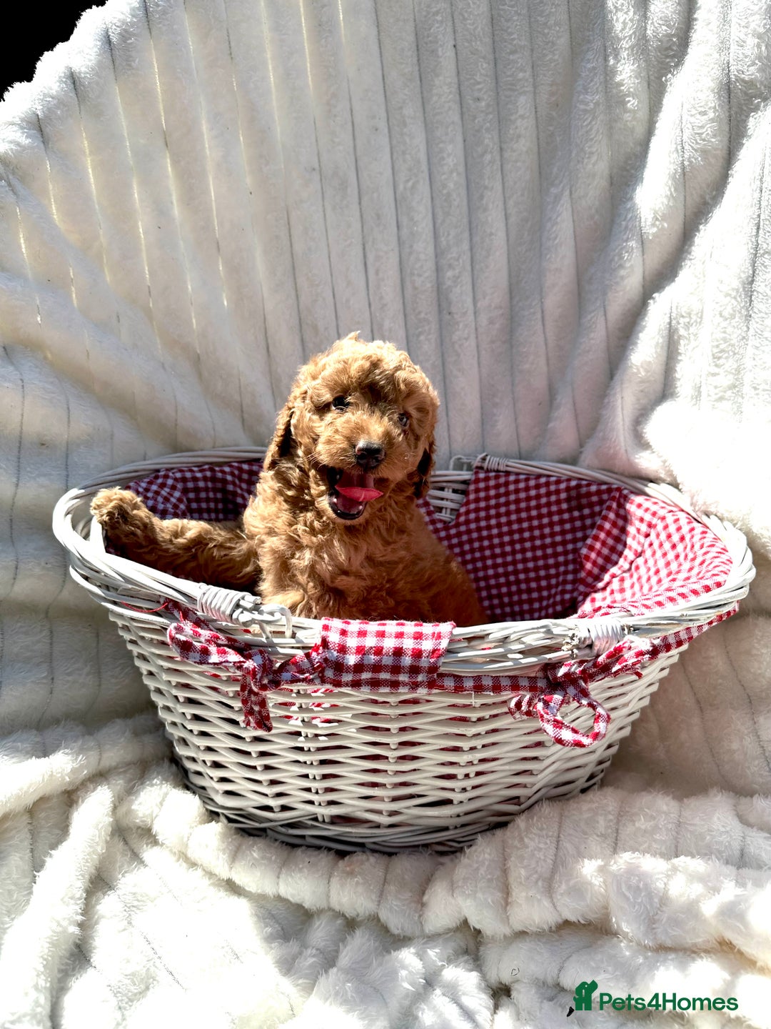 Cockapoo dogs for sale: Mini Cockapoo Puppies Kent - Image 32