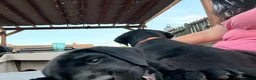Labrador Retriever dogs for sale: 9 gorgeous KC registered black Labrador retrievers - Advert 12