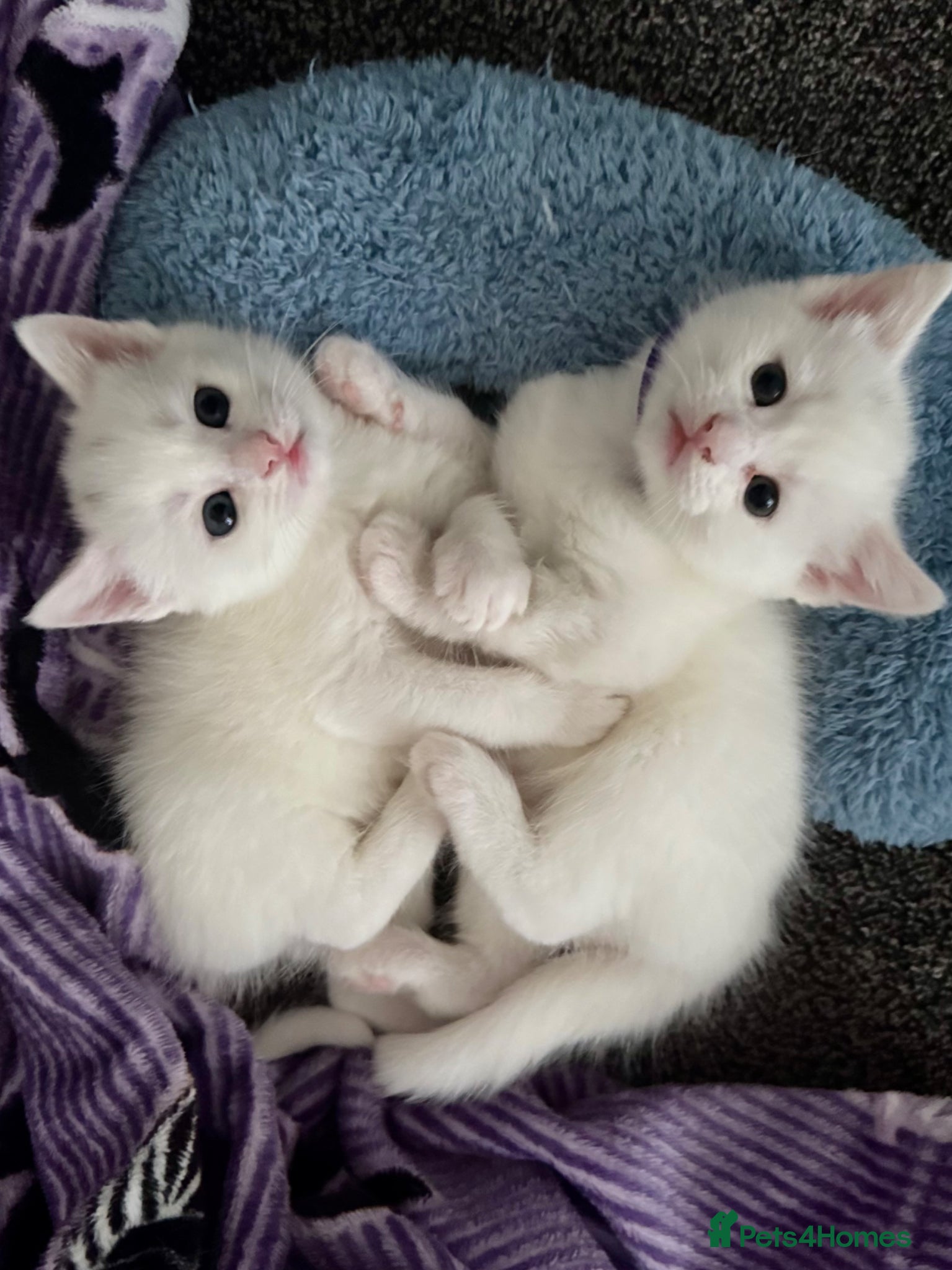 Mixed Breed cats Adorable Kittens 🐾 - Advert 1