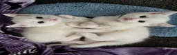 Mixed Breed cats for sale: Adorable Kittens 🐾 - Advert 1