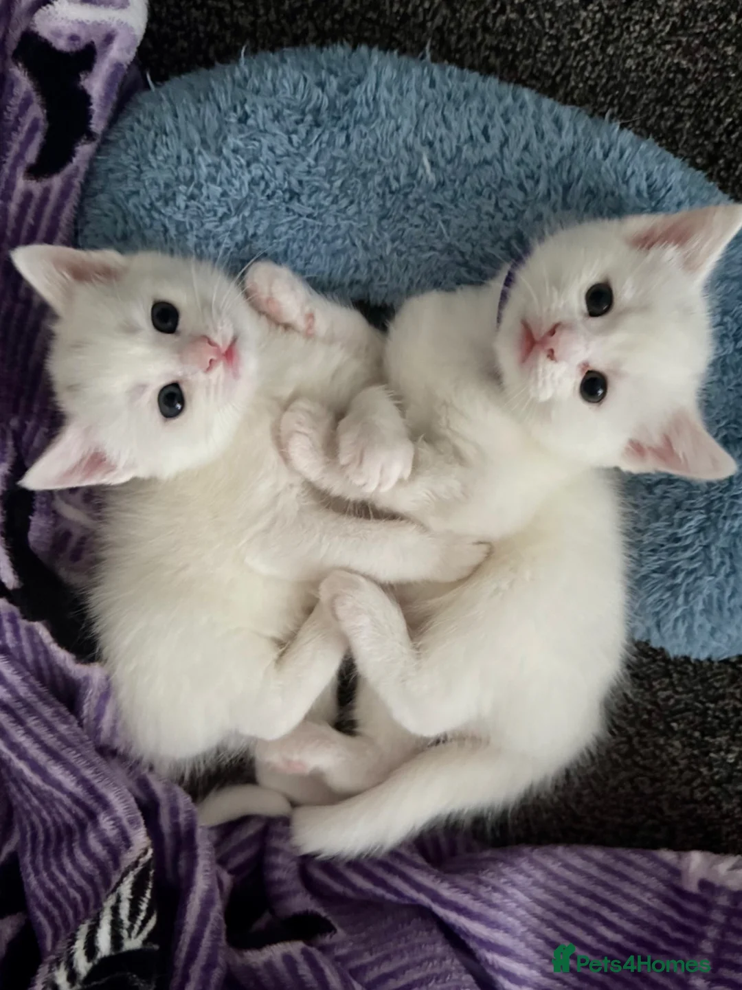 Mixed Breed cats for sale: Adorable Kittens 🐾 - Advert 1