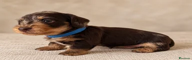 Miniature Dachshund 1