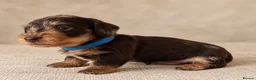 Miniature Dachshund dogs for sale: Miniature chocolate wirehaired dachshunds  - Advert 5