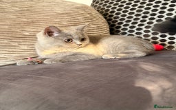 British Shorthair cats for sale: British Shorthair kittens and Mum for sale - Image 6