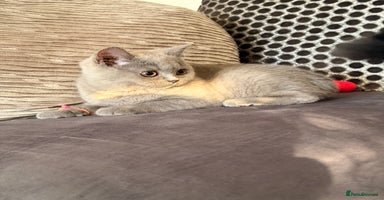 British Shorthair cats - Advert 12