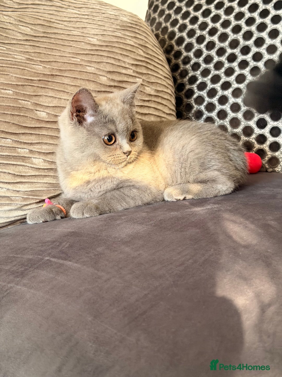 British Shorthair cats for sale: British Shorthair kittens and Mum for sale - Image 6