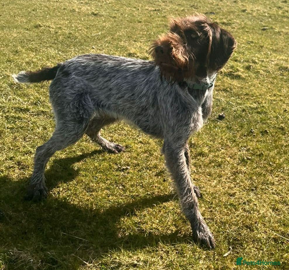 German Wirehaired Pointer dogs Gorgeous Girl  - Advert 1