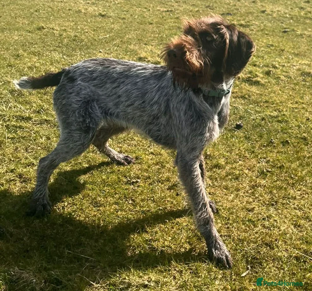 German Wirehaired Pointer dogs for sale: Gorgeous Girl  - Advert 1