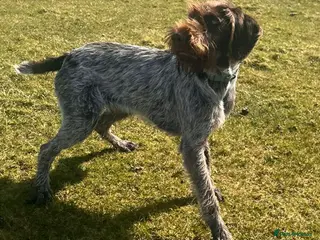 German Wirehaired Pointer dogs Gorgeous Girl - Advert 1