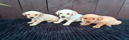 Goldador dogs for sale: Goldador puppies 9 available  - Advert 29
