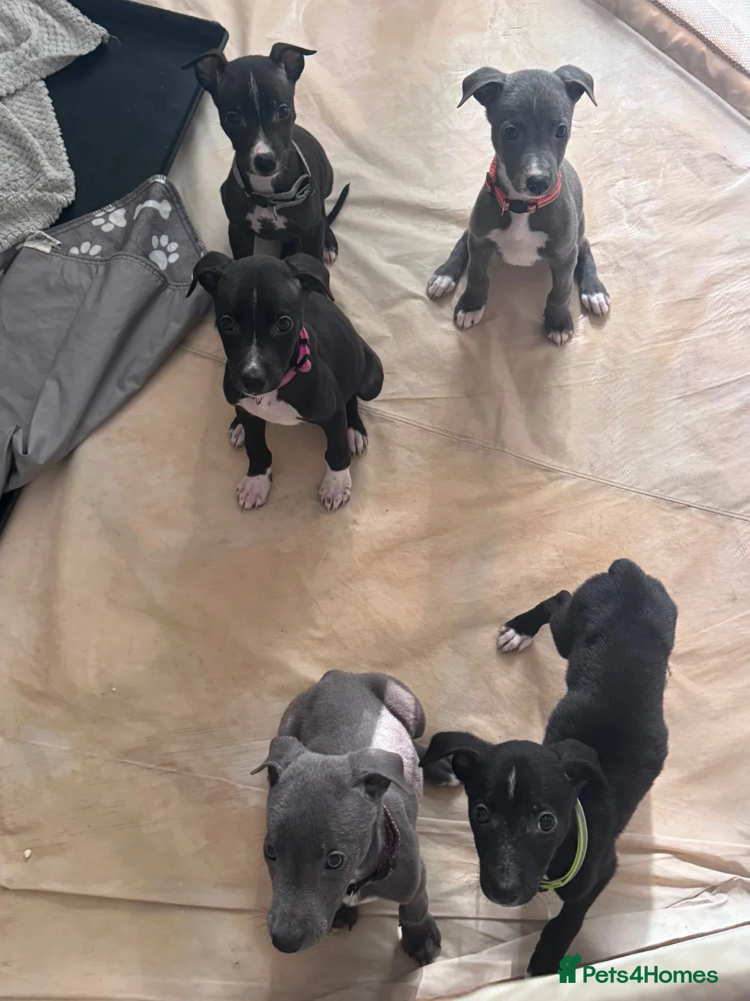 Lurcher dogs for sale: Lurcher puppies M/F  - Advert 2