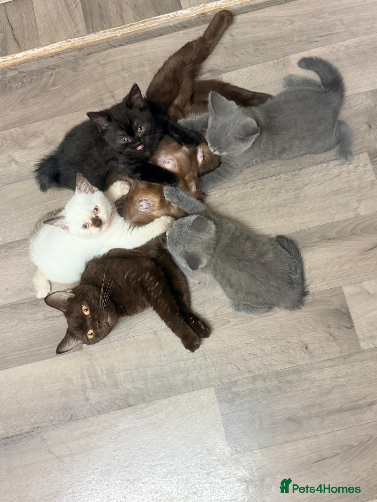 British Shorthair cats Ready now 💙❤️Fluffy’s BSH💙❤️ - Advert 2