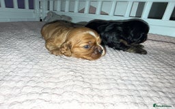 Cavalier King Charles Spaniel dogs for sale: Ruby boys kc cavalier King Charles puppies  - Image 2