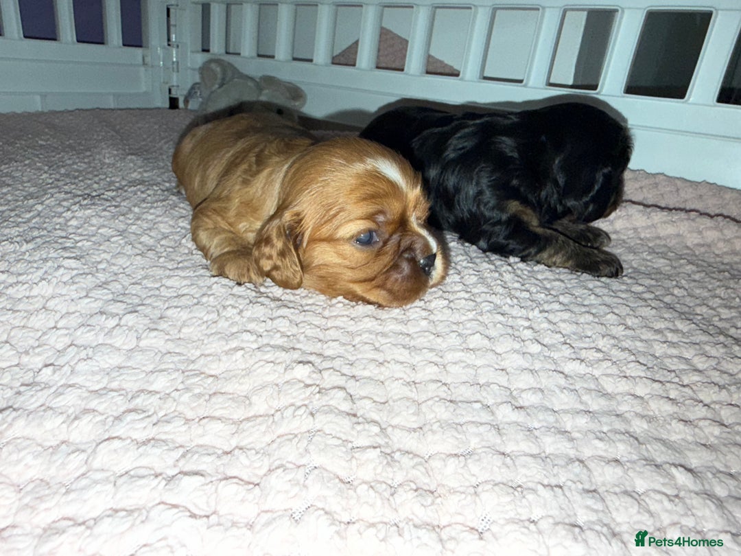 Cavalier King Charles Spaniel dogs for sale: Ruby boys kc cavalier King Charles puppies  - Image 2