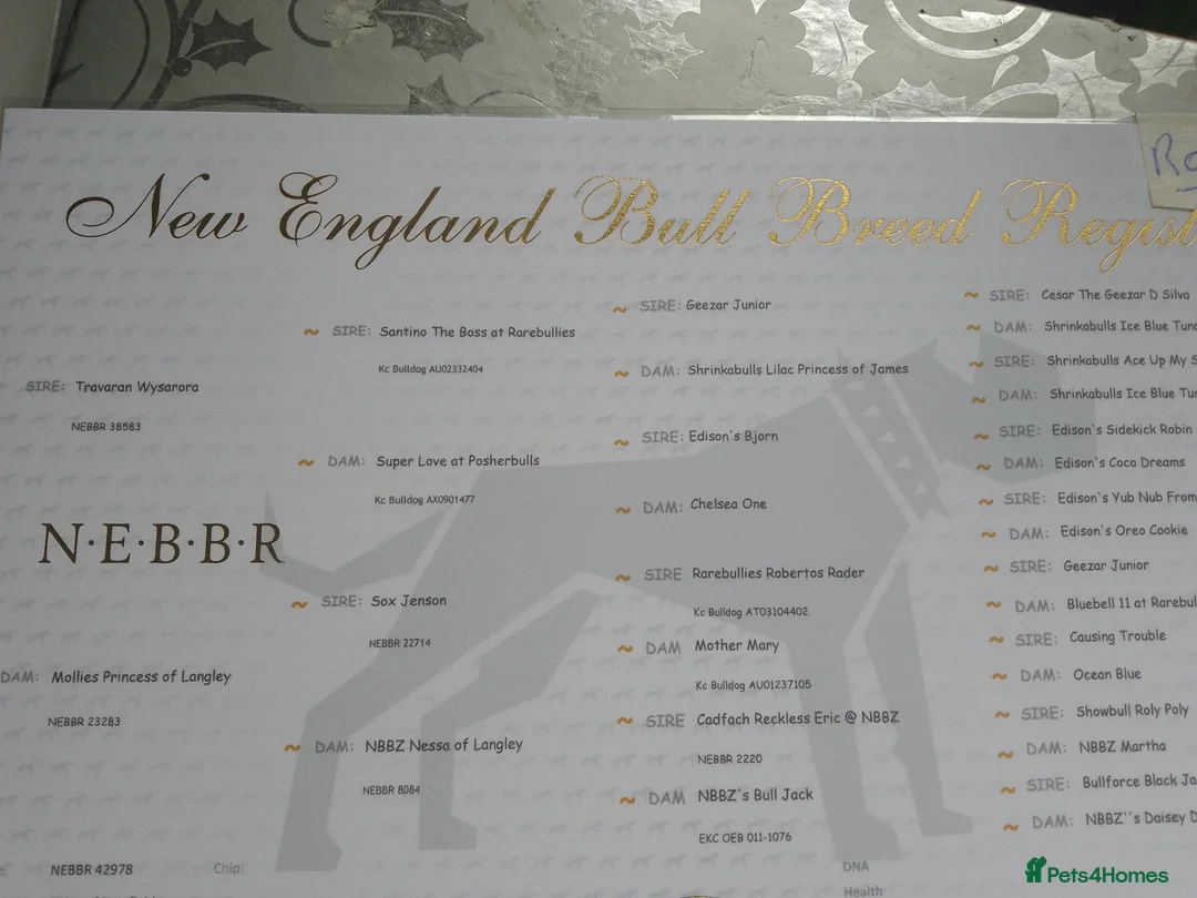 Olde English Bulldogge dogs for sale: Old English bulldog F1. - Advert 2