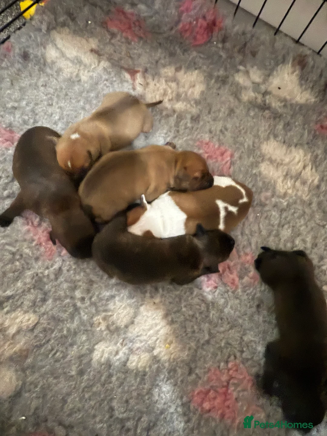 Staffordshire Bull Terrier dogs for sale: Staffie pups  - Advert 4