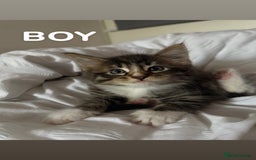 Mixed Breed cats for sale: Beautiful Tabby Kittens❤️ - Image 2