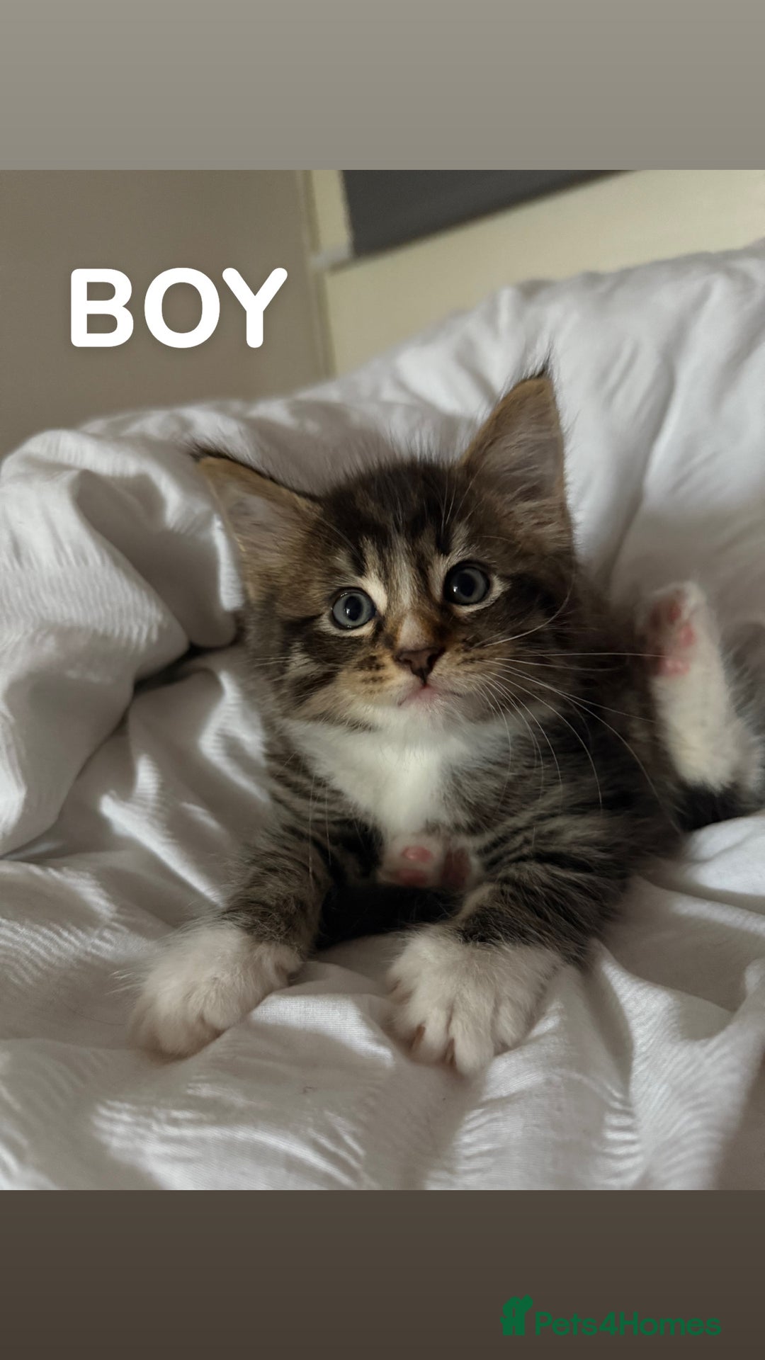Mixed Breed cats for sale: Beautiful Tabby Kittens❤️ - Image 2