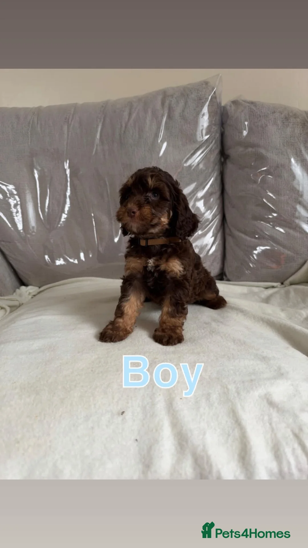 Cockapoo dogs for sale: F1bs cockapoo puppies  - Advert 2