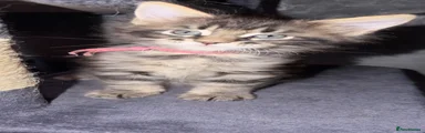 Maine Coon 6
