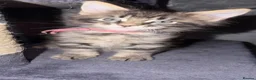 Maine Coon cats for sale: 6 beautiful Maine coon kittens  - Advert 21