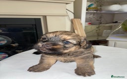 Mixed Breed dogs for sale: Adorable puppies - Image 3