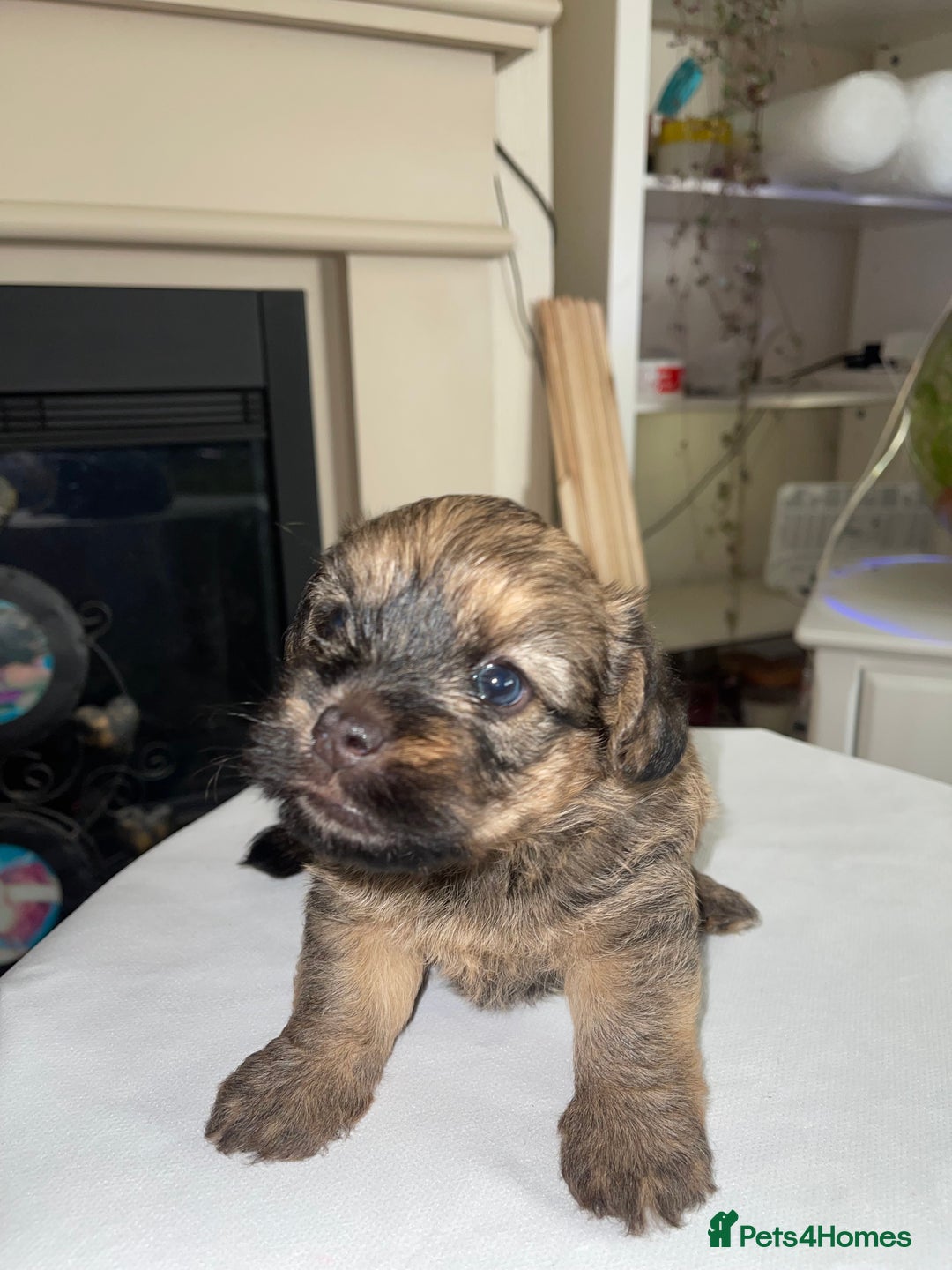 Mixed Breed dogs for sale: Adorable puppies - Image 3