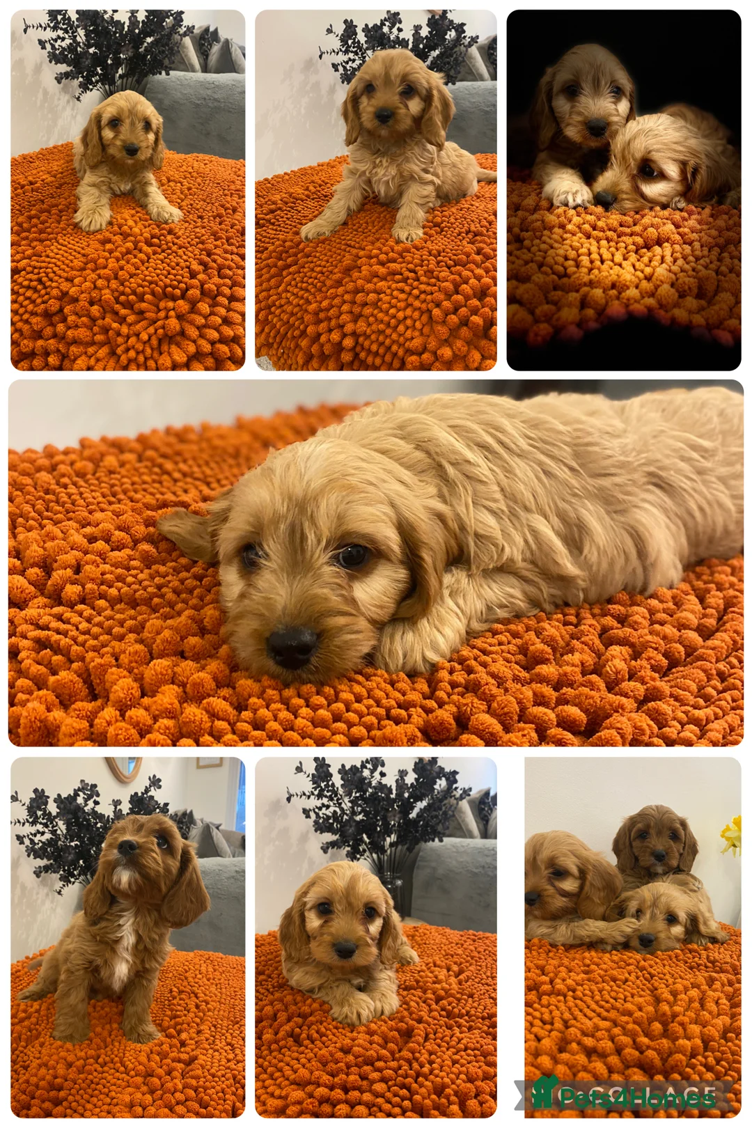Cavapoo dogs for sale: F1 Cavapoo puppies  - Advert 2