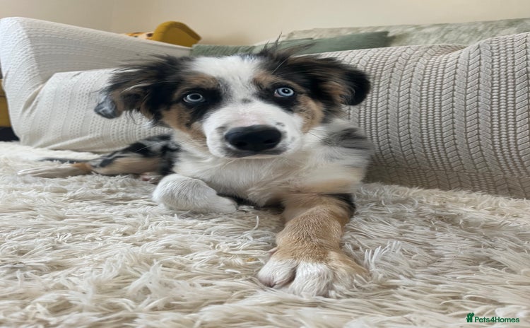 Border Collie dogs - Advert 1