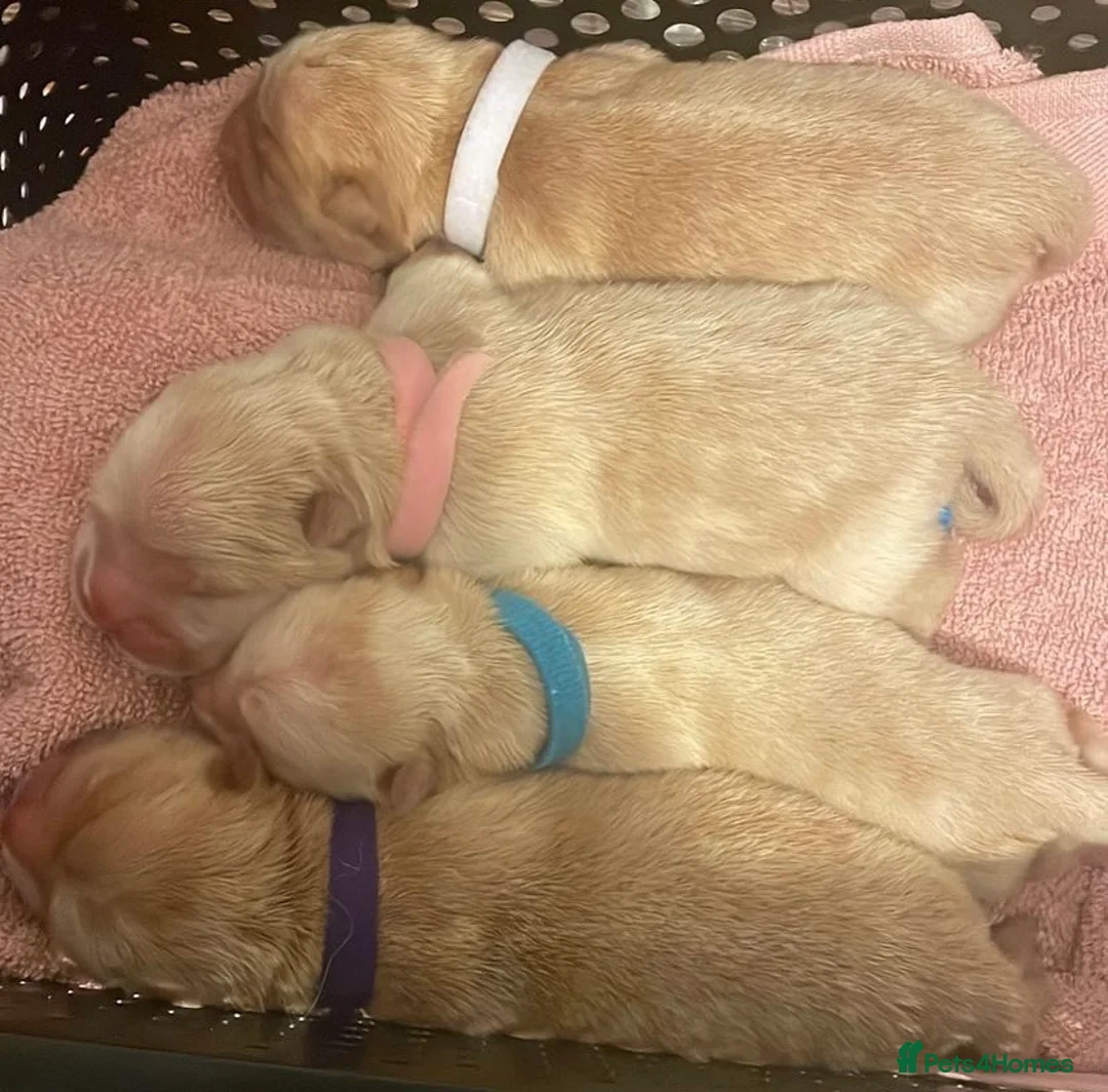 Chow Chow dogs for stud: SUMO- lilac, chocolate, rainbow producer in Cheltenham - Advert 14