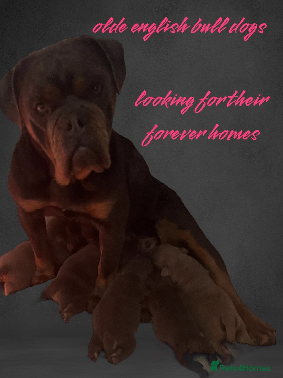 Olde English Bulldogge dogs for sale: nebbr olde english bull dogs  in Sevenoaks - Image 1