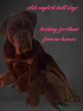 Olde English Bulldogge dogs in Sevenoaks - Advert 3