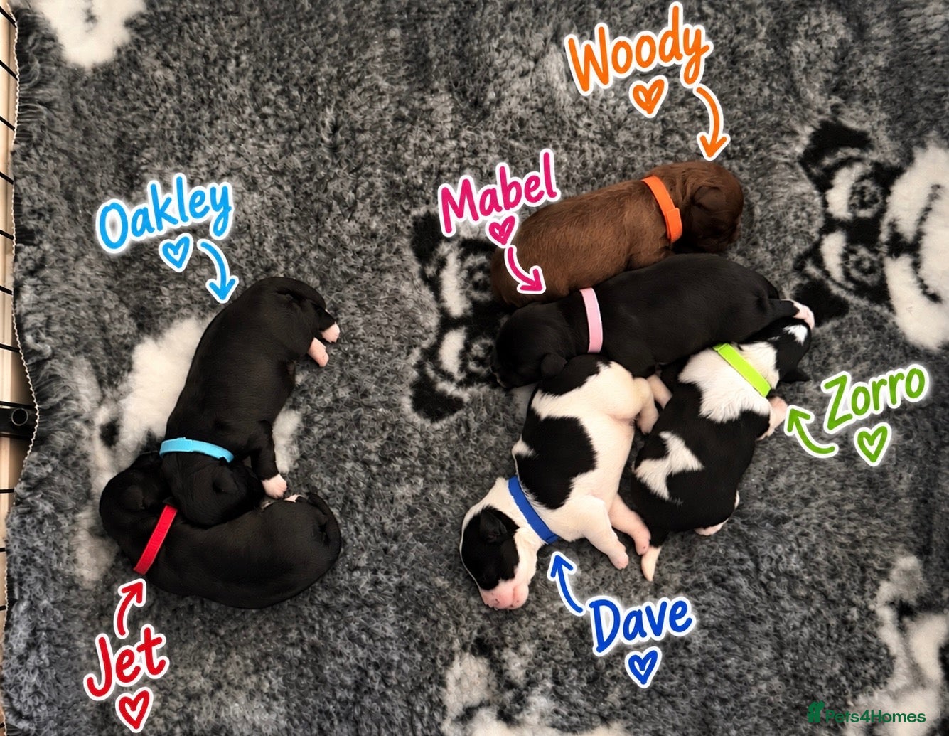 Miniature Schnauzer dogs 🐾 KC Registered Miniature Schnauzer Puppies - Advert 1