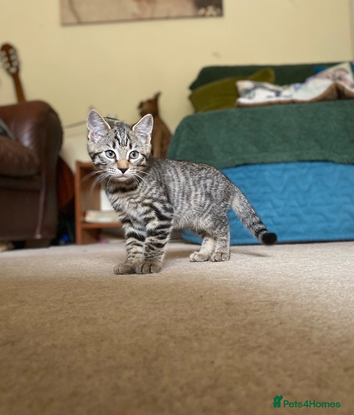 Mixed Breed cats Gorgeous 1/4 Bengal 1/4 Siberian Hypoallergenic! - Advert 9