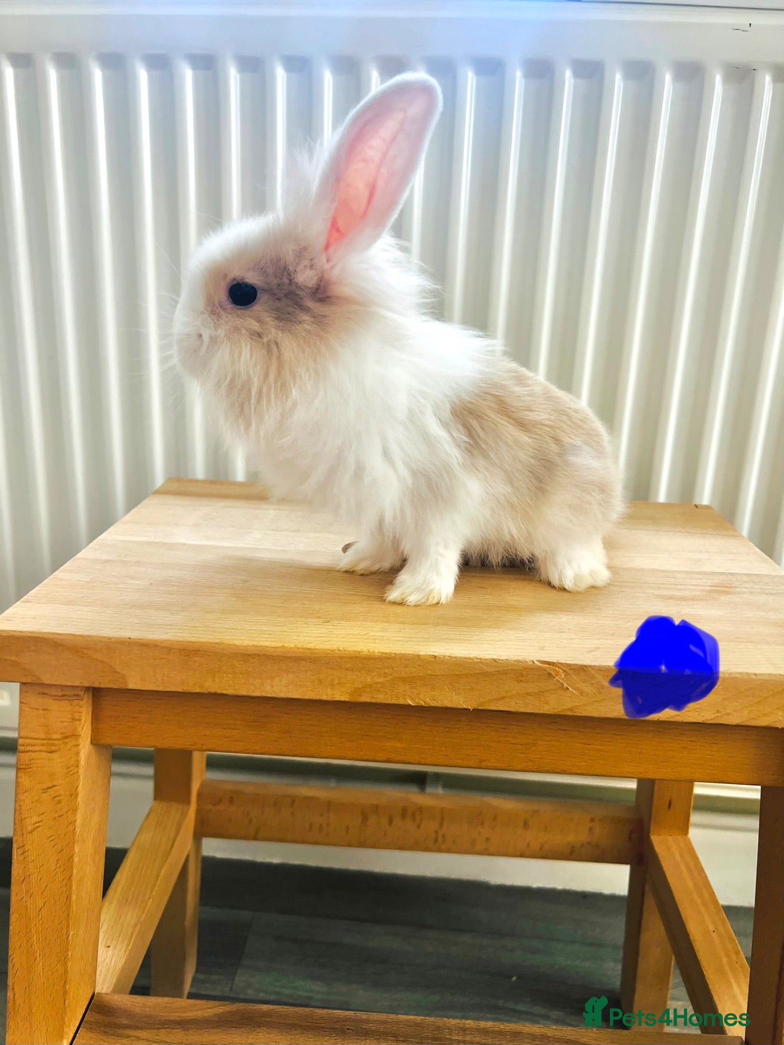 Mixed Breed rabbits Mini lops and lionhead baby rabbits - Advert 3