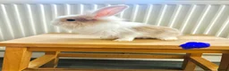 Mixed Breed rabbits for sale: Mini lops and lionhead baby rabbits - Advert 1