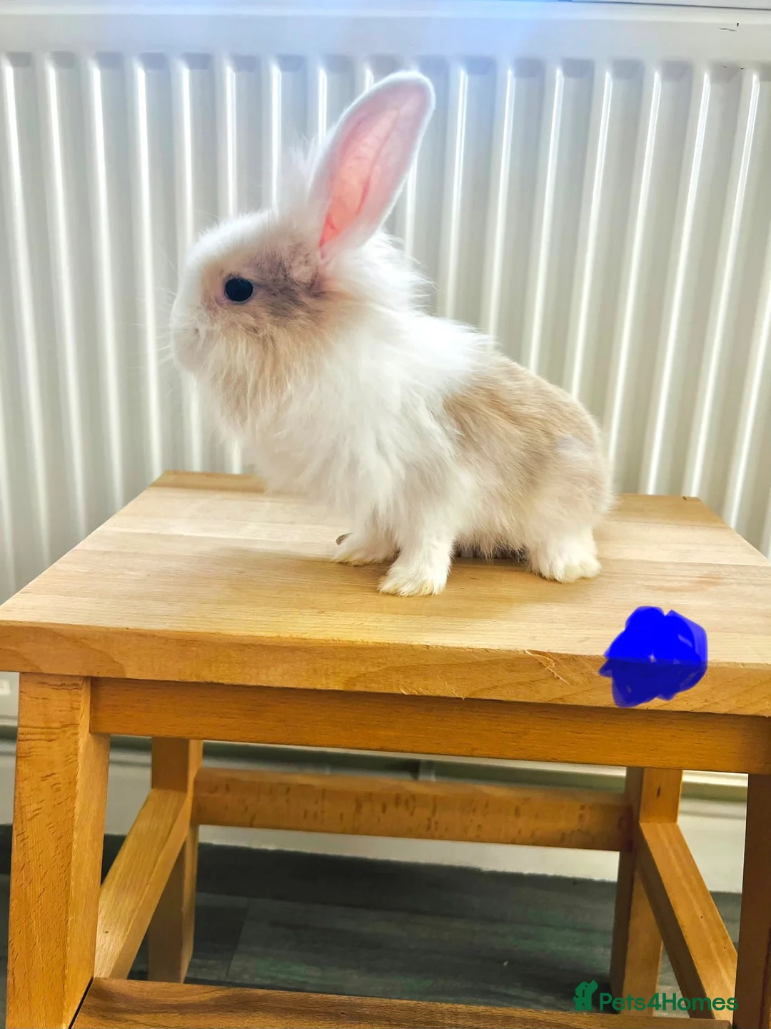 Mixed Breed rabbits for sale: Mini lops and lionhead baby rabbits - Advert 1