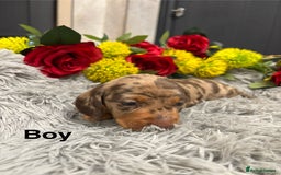 Miniature Dachshund dogs for sale: ❤️ Beautiful Dapple Miniature Dachshund babies ❤️ - Image 4