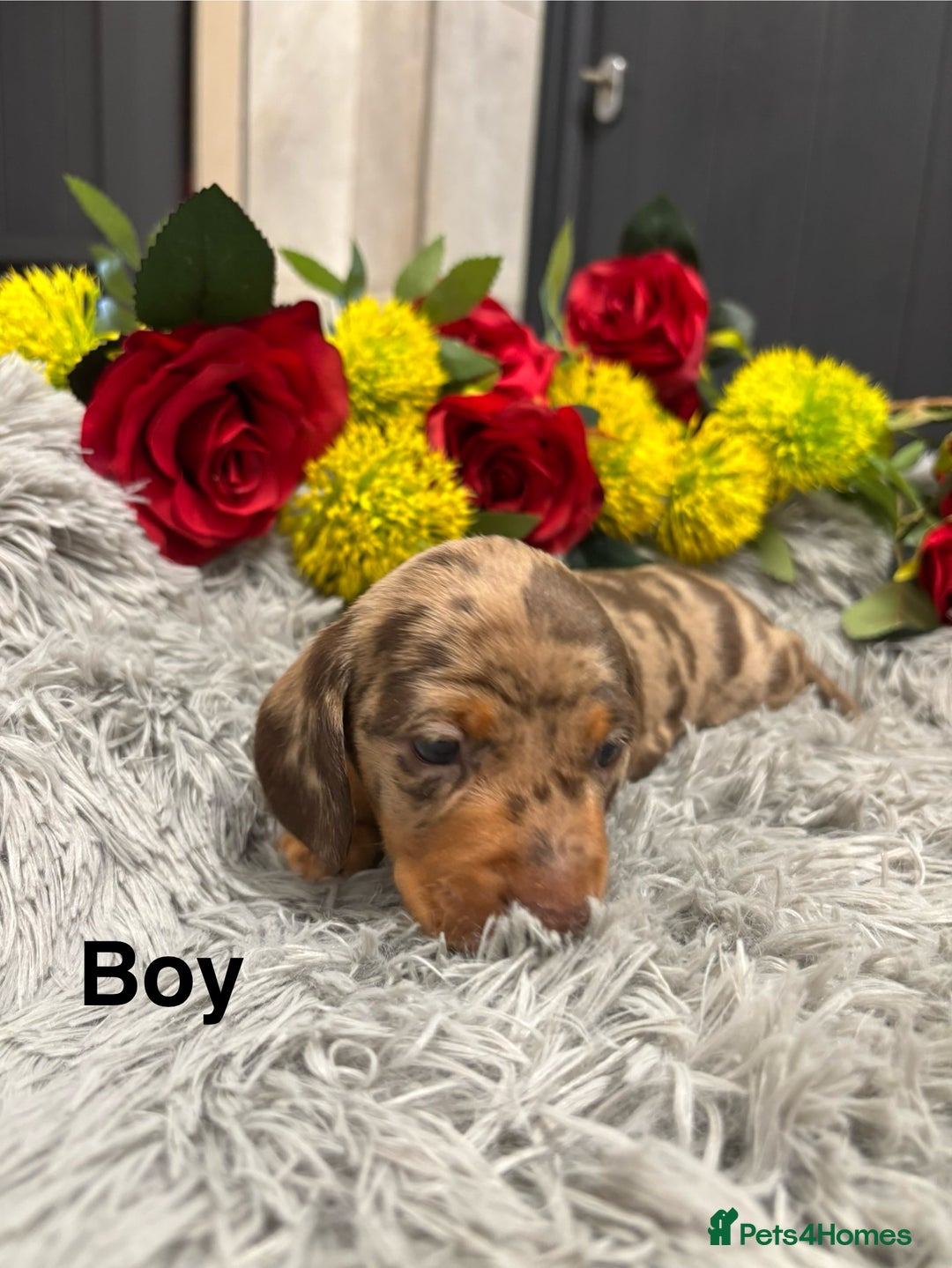 Miniature Dachshund dogs for sale: ❤️ Beautiful Dapple Miniature Dachshund babies ❤️ - Image 4
