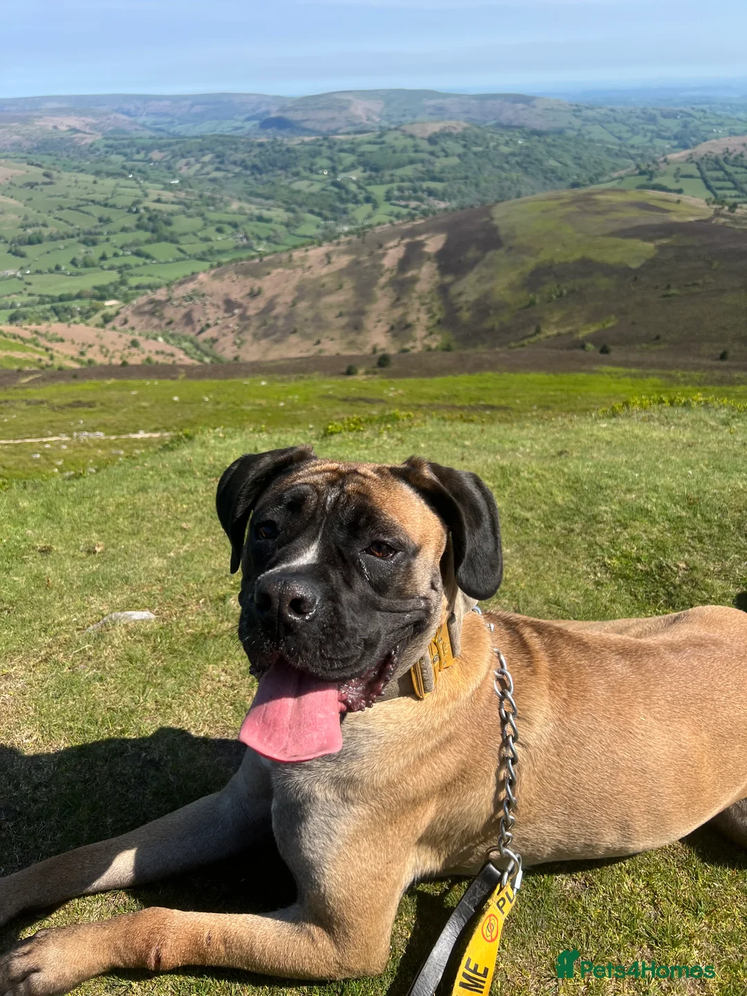 Mixed Breed dogs for sale: loving girl needing forever home  - Advert 4