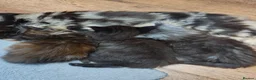 Maine Coon cats for sale: ❤️ Maine Coon kittens TICA registered ❤️ - Advert 9
