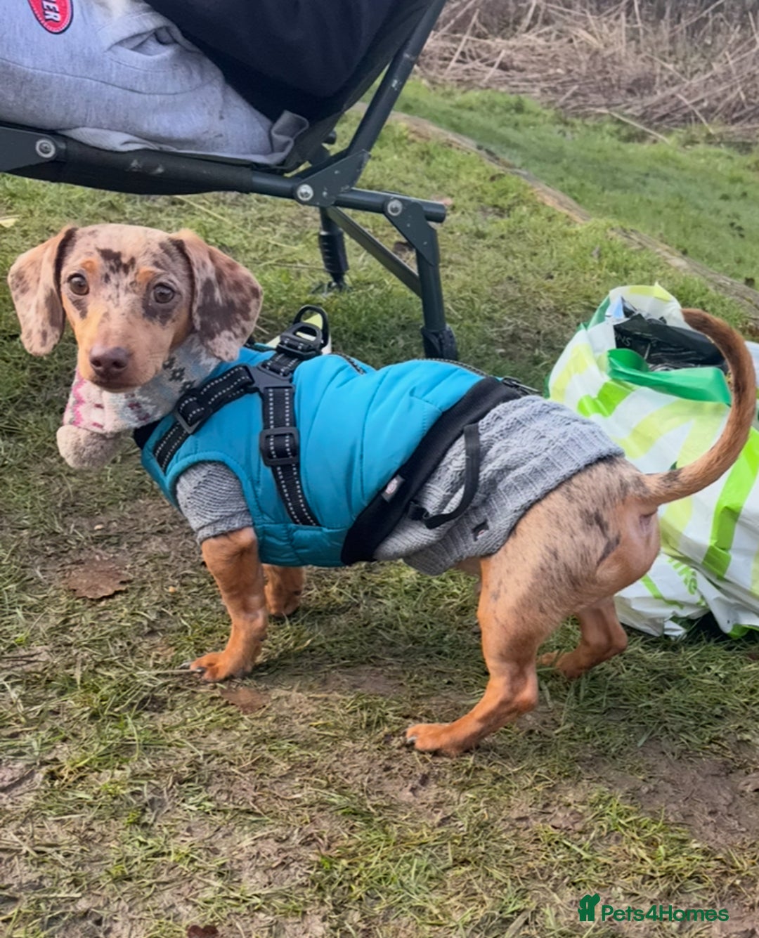 Miniature Dachshund dogs for stud: 🔥 STUD🔥 KC Registered miniature Dachshund Dapple - Advert 6