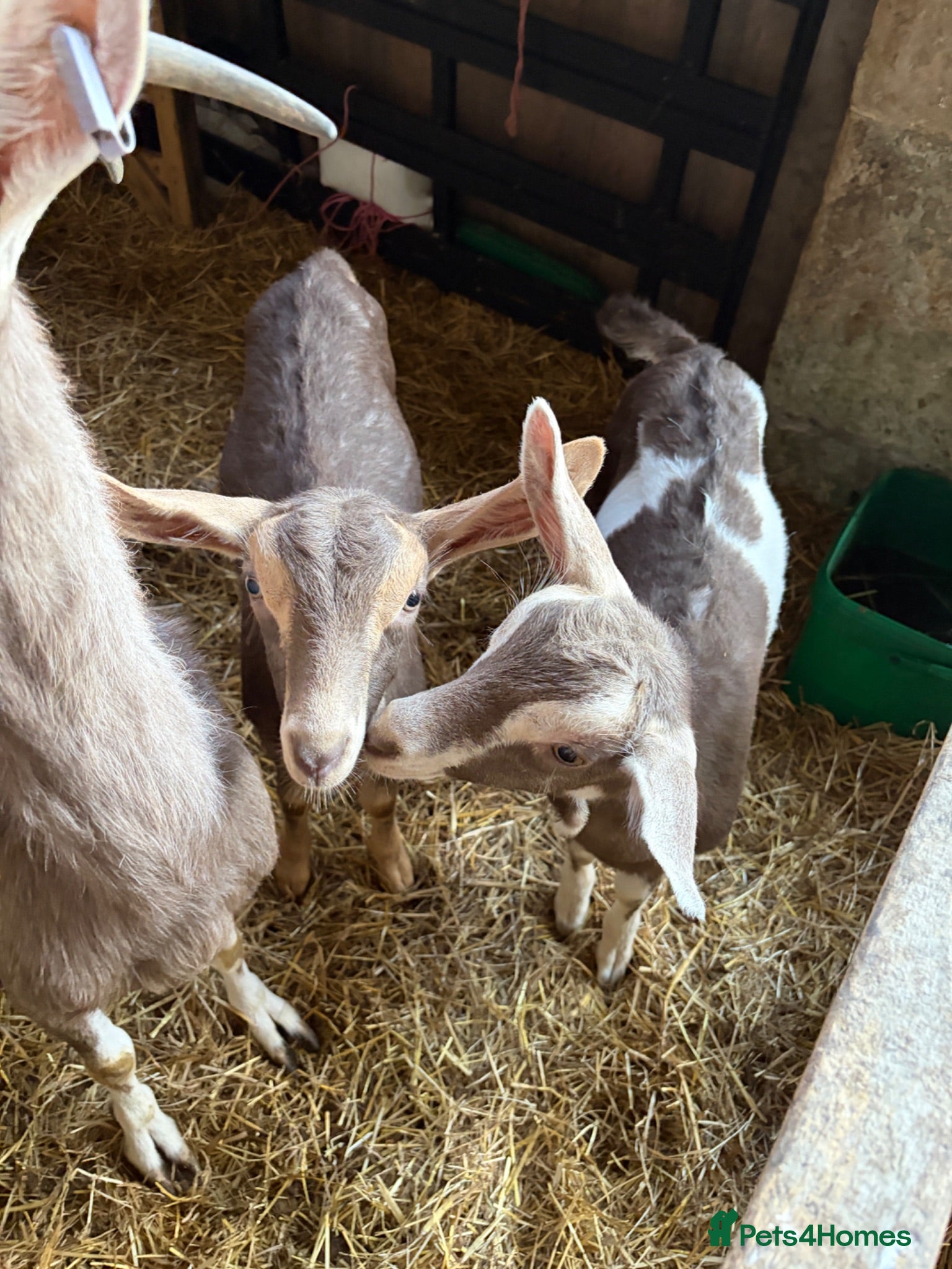 Goats livestock 2 X Goats for sale - Advert 1