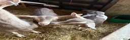 Goats livestock for sale: 2 X Goats for sale in Newcastle upon Tyne - Advert 1