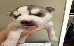 Siberian Husky dogs for sale: SIBERIAN HUSKY  - Image 16