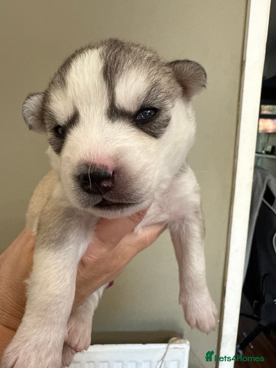Siberian Husky dogs for sale: SIBERIAN HUSKY  - Image 16