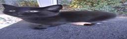 Mixed Breed cats for sale: Gorgeous Tortoiseshell and ghost tabbies 😻 - Advert 29