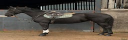 Hanoverian horses for sale: Ride And Drive Black Beauty - Advert 2