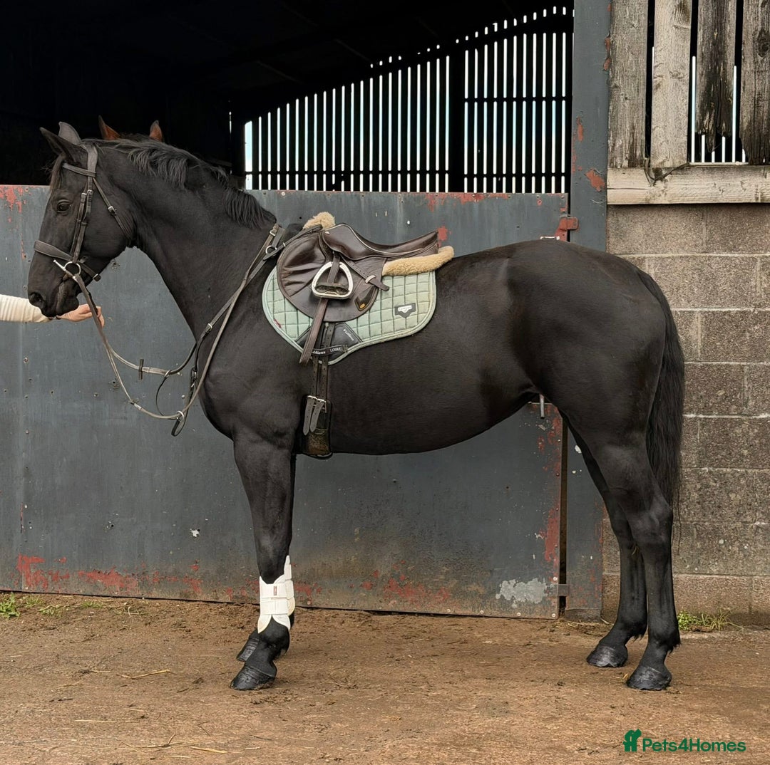 Hanoverian horses for sale: Ride And Drive Black Beauty - Advert 2